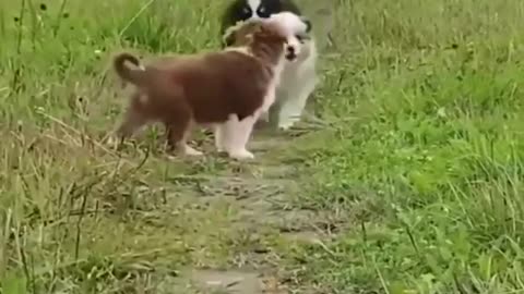Funny dog video #01