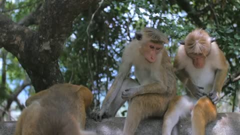 Funny monkey monkey video