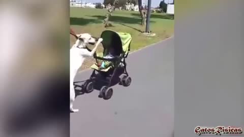 this dog walks his best friend, fascinating