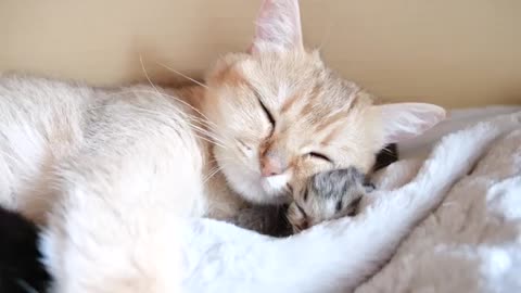 Mother cat sleeps surrounded by baby kittens