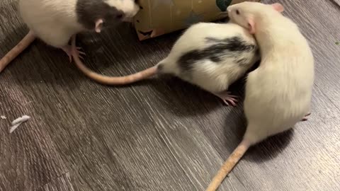 Rats Unwrap Christmas Gifts