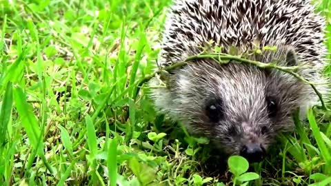 Hedgehog Walking In A Meadow, Hedgehog