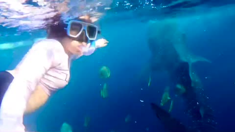 Swimming with a whale shark