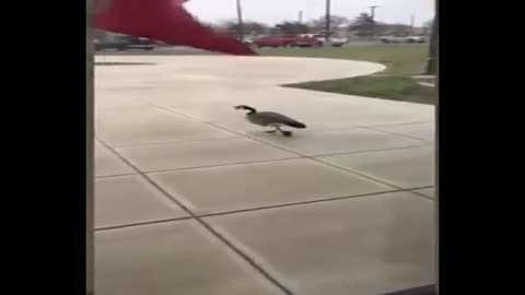 bird attack on army soldier and he Scared amazing funny video clip