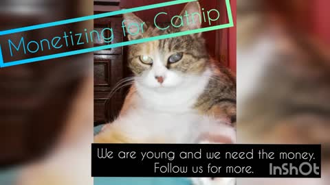 Monetizing for Catnip 🌿 here we are