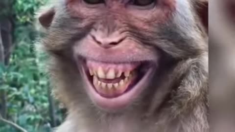 Monkey funny video Very Nice Smiling Video #shorts