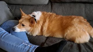 Corgi being lovable