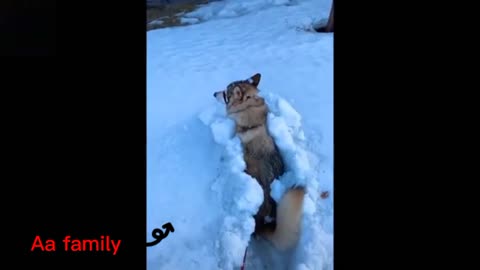 DOG IS DIGGING THE SNOW 🐕️ (LOVE ANIMAL)