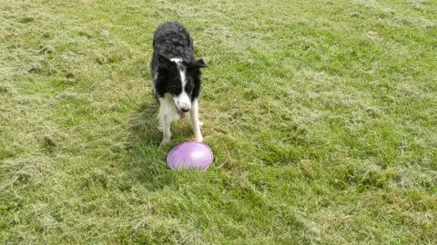 Nelson the border collie plays frisbee and shows his closer command