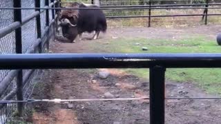 Male Musk Ox Means Business
