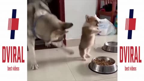 puppies playing with their tails