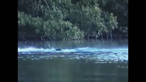 5sea Serpent caught on camera videos