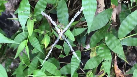 Spider Creates an X in its Web