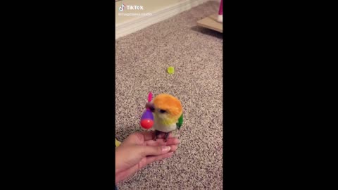 Cute and Funny Parrots Videos Compilation
