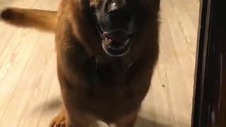 German Shepherd throws hilarious temper tantrum when told "NO"