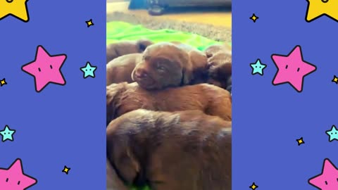 That’s a Big Pile of Puppies.