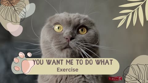 #Cat Videos l You Want me to do What🐱💨Exercise 😲🐱