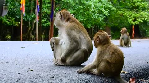 Funny monkeys 1