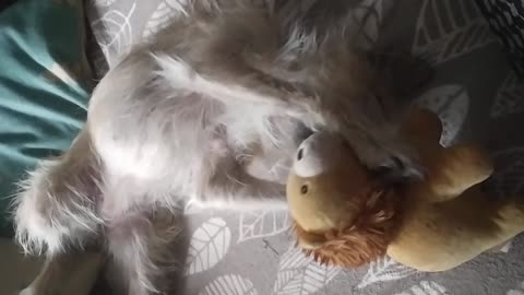The dog defeats the lion ;-)