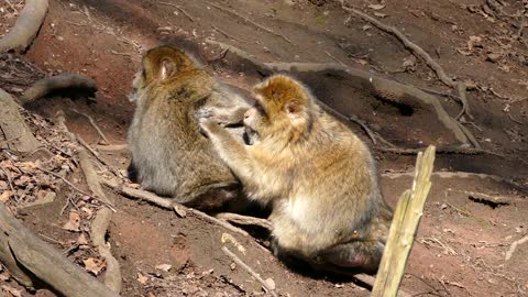 Monkey mother and monkey father have a good relationship