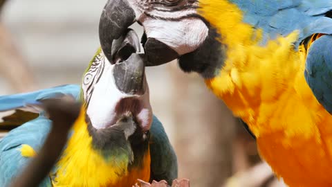 The mating parrot is very amazing