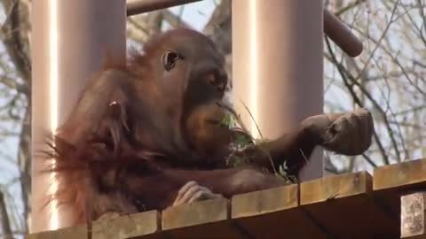 Eating】Orangutan【Tama zoological Park Tokyo,Japan #Orangutan conservation