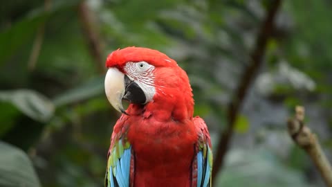 A beautiful parrot bird is super intelligent