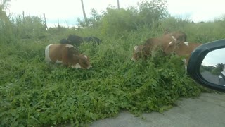 Cow enjoy eating inside the subdivision