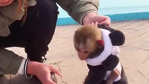 Baby monkey | cutie