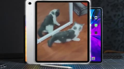 Funny CATS try not to laugh tik tok funny videos 2024