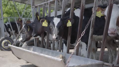 Cows feeding process on modern farm. Close up cow feeding on milk farm