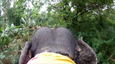 Have you ever ridden an elephant? Then watch this