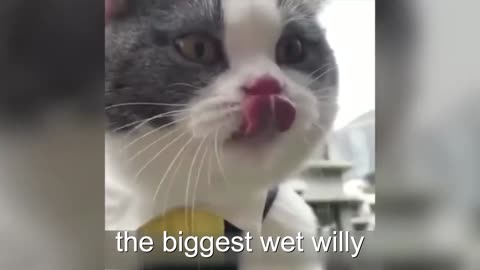 cat videos 2022