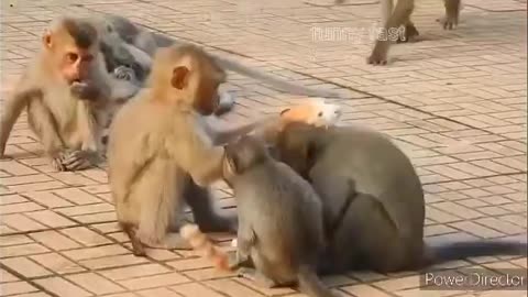 Monkey ,dog and cat funny videos comedy entertainment 😺