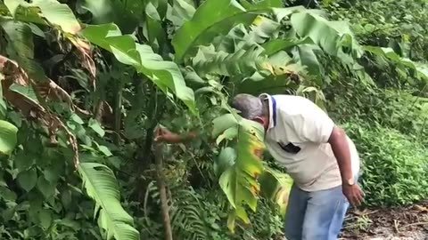 Man Helps Sloth