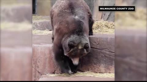 Adorable hibernating grizzly bear wakes up from its slumber