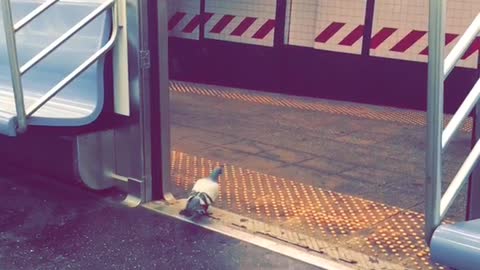 Pigeon sick of the mta just like the rest of us