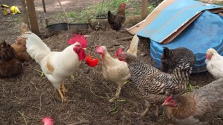 Sacrificed a pricey red pepper for my hens.