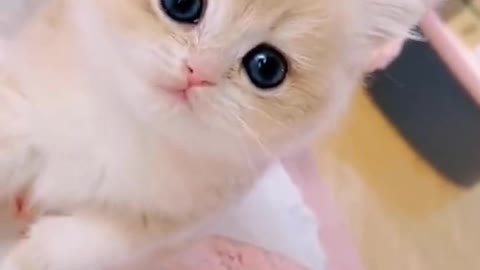 The big ears of the kitten "Mimi"