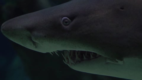 a Shark with sharpe teeth