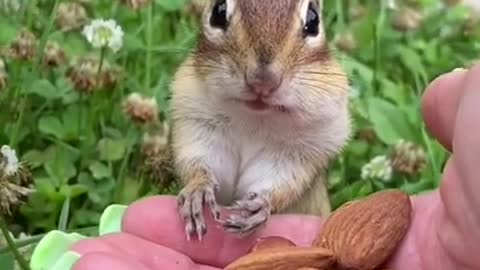 awesome trained chipmunk