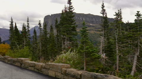 Large healthy Bighorn Sheep crosses road in front of me