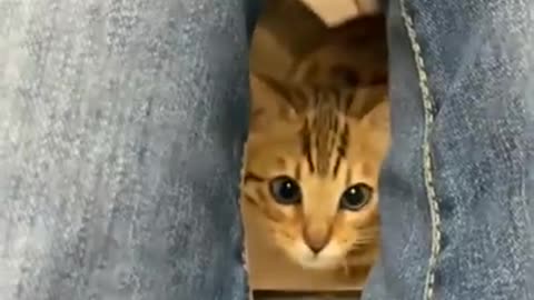 cute cat funny videos --(720P_HD)