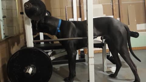 Great Dane 'Motivates' Himself In The Mirror At The Gym