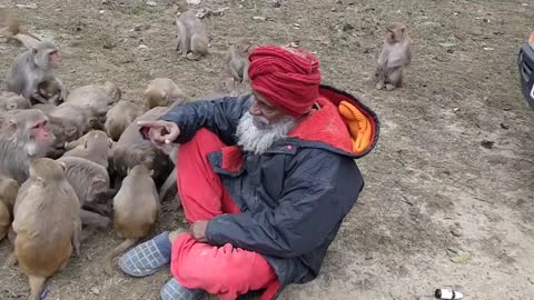 A fearless monk who feeds monkeys in India - the real monkey man