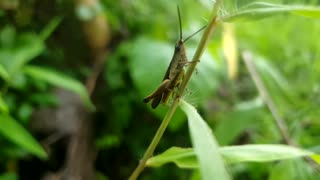 Close up macro shot of a tropical garden grasshopper black on a green leaf.
