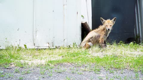 Diseased fox sitting near shed