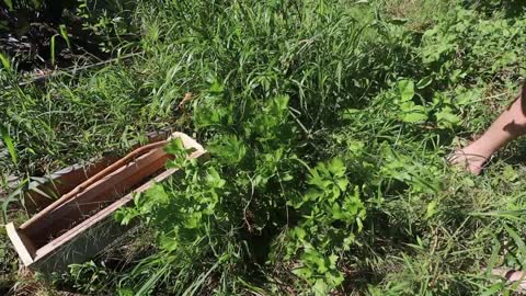 Sustainable Organic Permaculture Food Forest