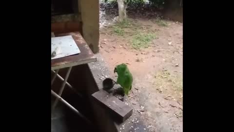 parrot playing and singing at the same time 😂😂😂