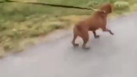 Funny animals video